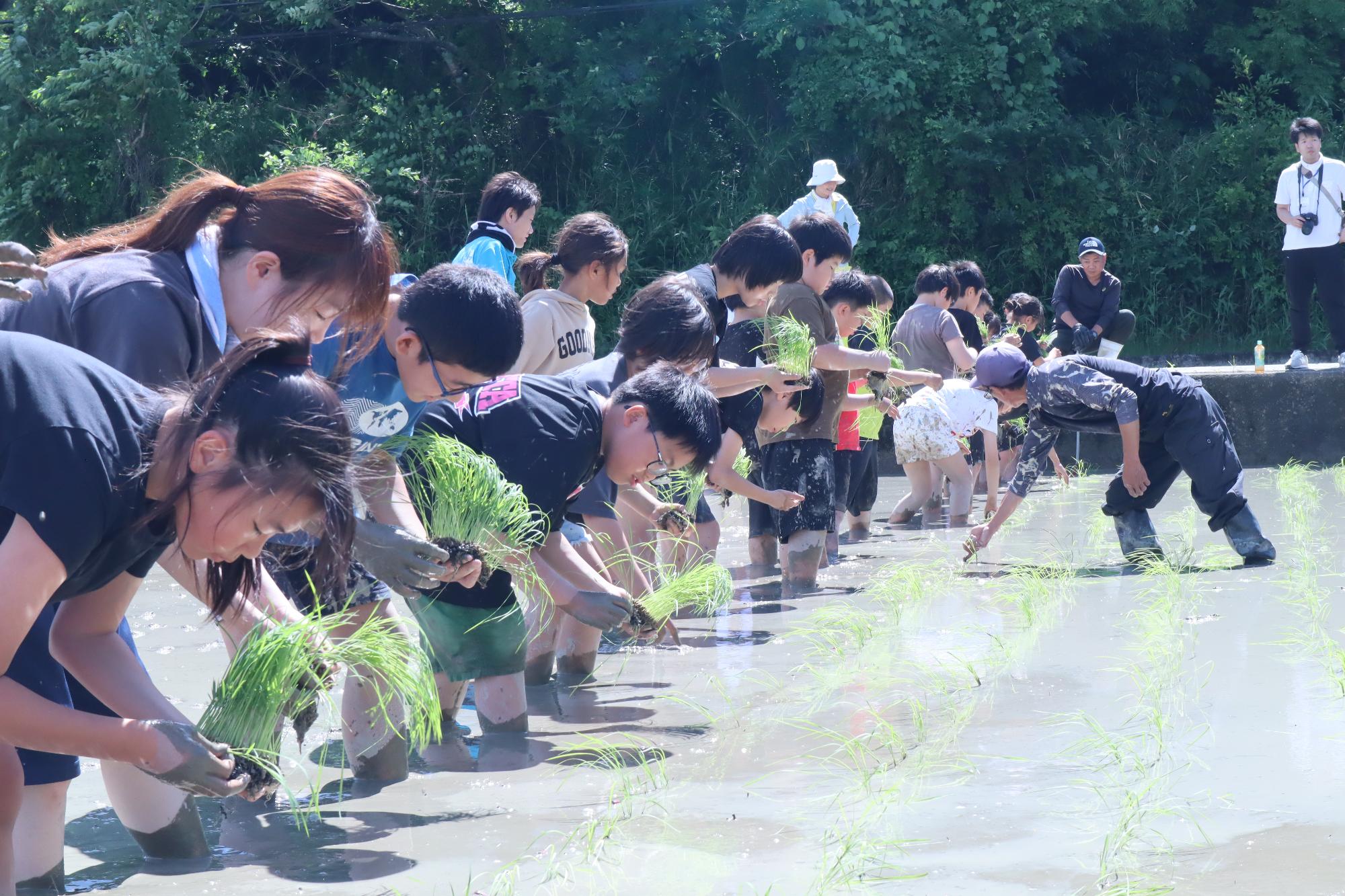 一列に並び田植えする様子