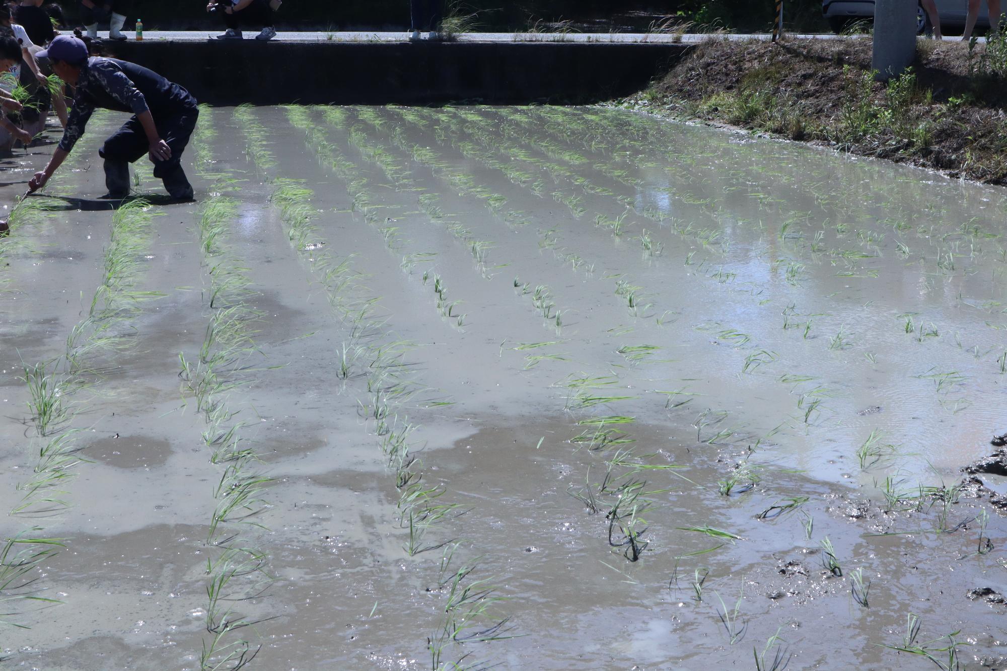 綺麗に植わっていく田んぼ