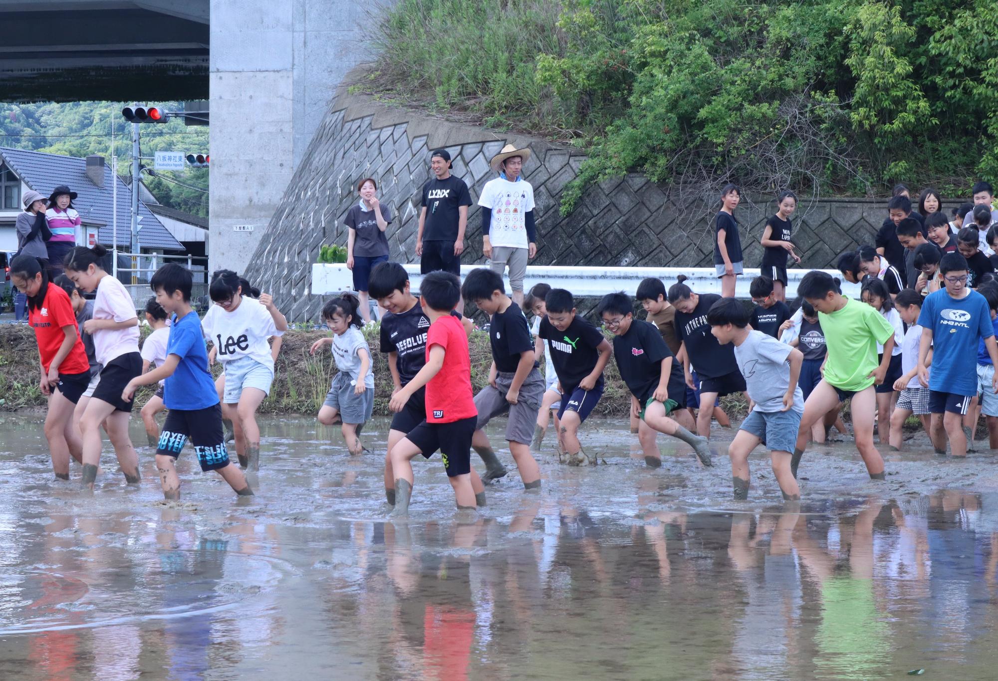 泥に慣れようと一斉に田んぼへ