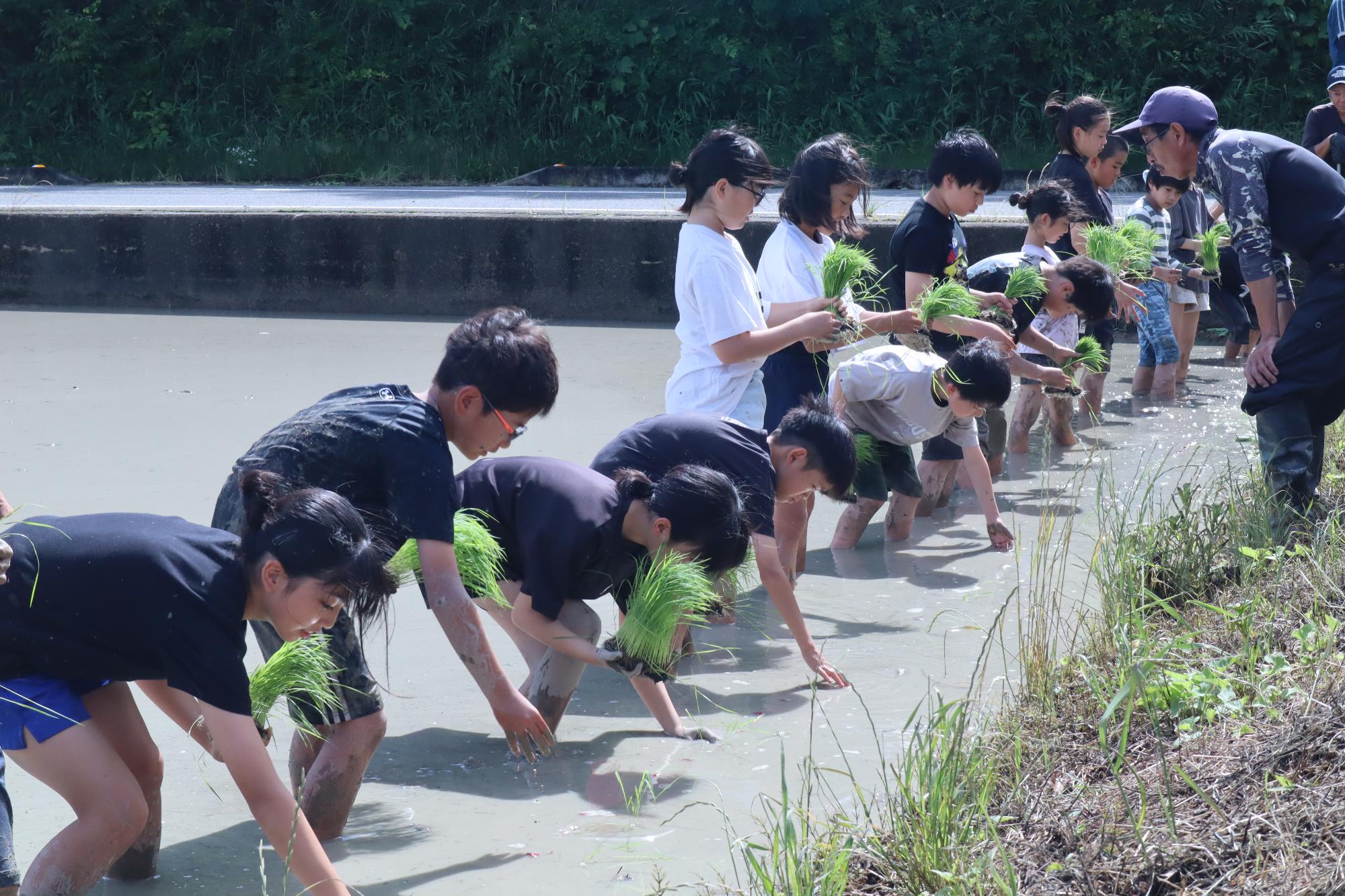 一列に並び田植えする様子