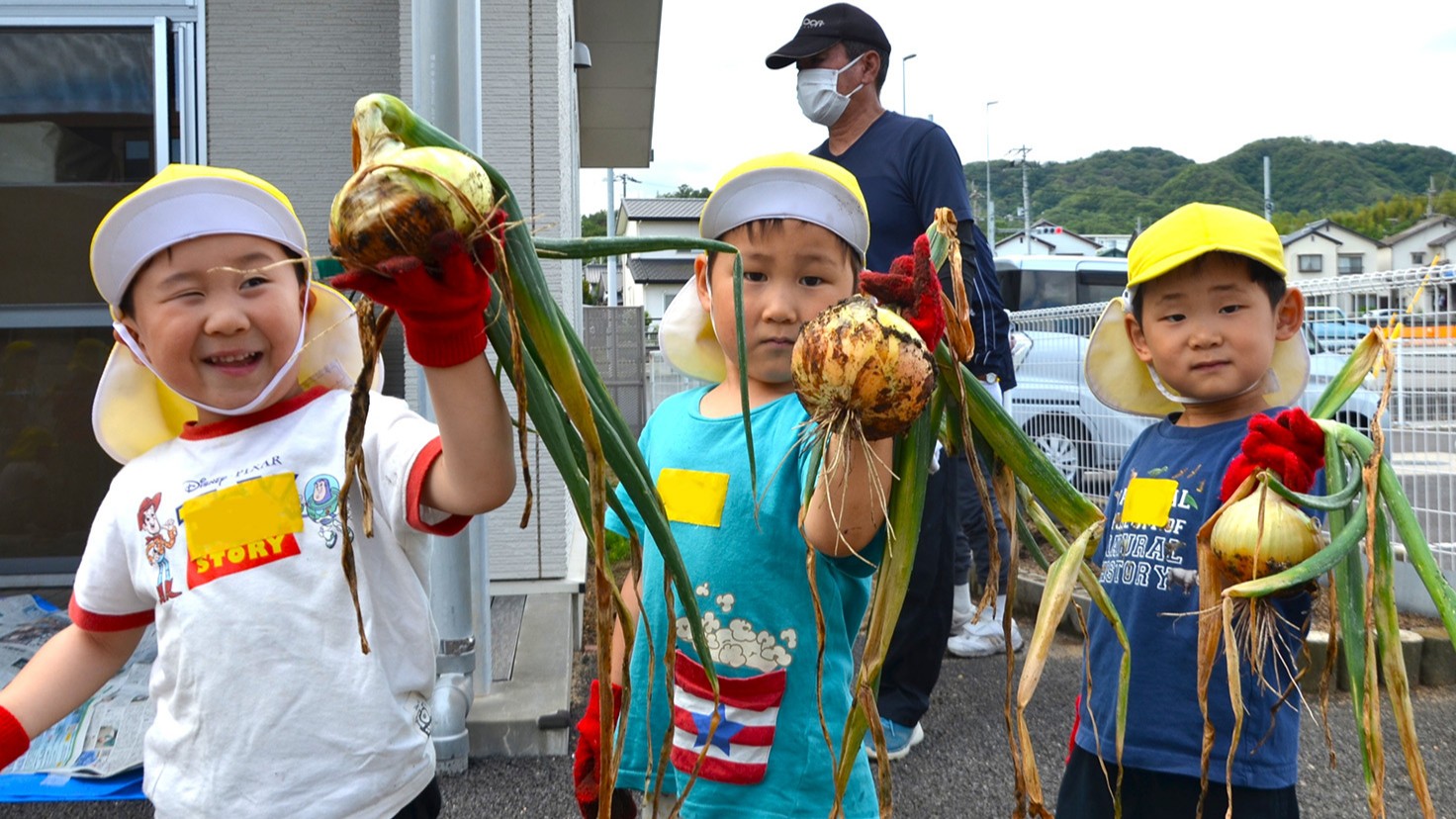 こども園の畑で、じゃがいもと玉ねぎの収穫😄