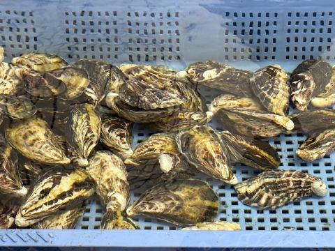 きれいな水に浸している牡蠣