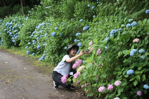 あじさい