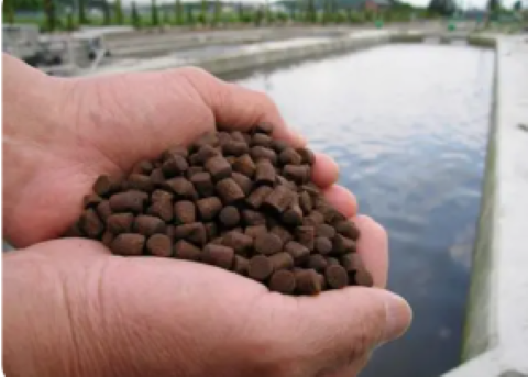 人工餌（ペレット）