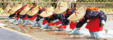 天皇陛下へ献納するお米の田植え式の様子