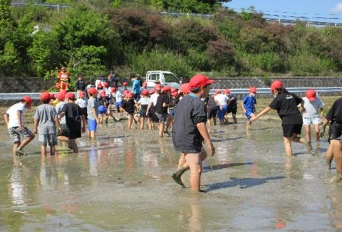 大内小学校田植え体験