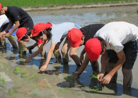 大内小学校田植え体験