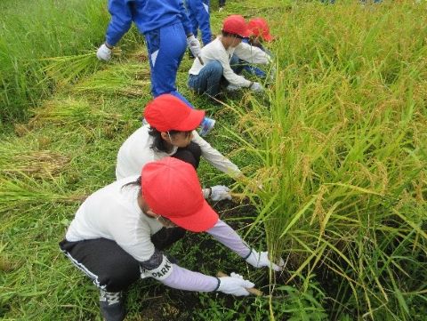 稲刈り体験