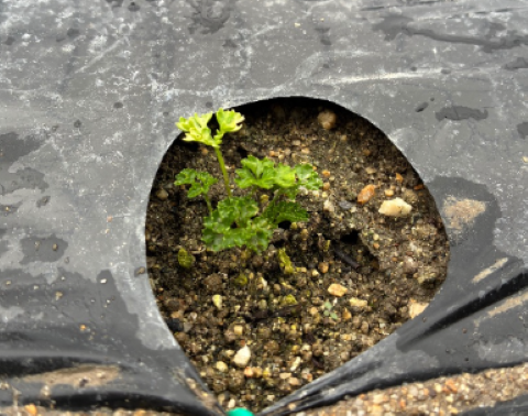 パセリの苗