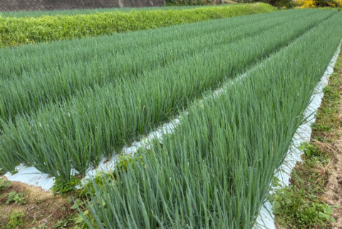 ネギ畑