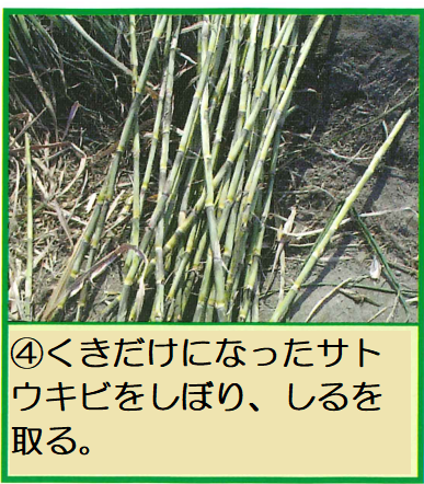 くきだけになったサトウキビを絞り、汁を取る