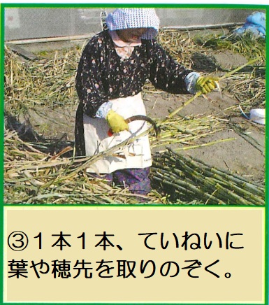 サトウキビの葉や穂先をとりのぞく
