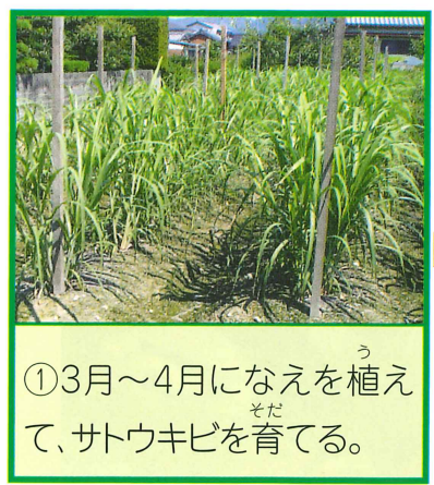 3月〜4月に苗を植えてサトウキビを育てる