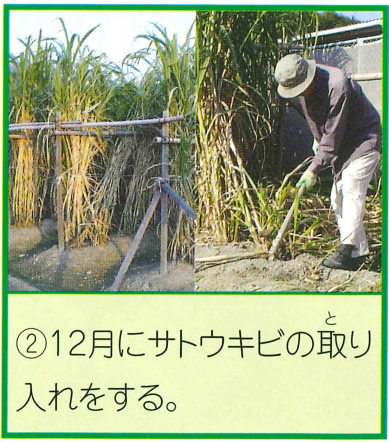 サトウキビのとりいれ