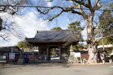 與田寺のムクノキ