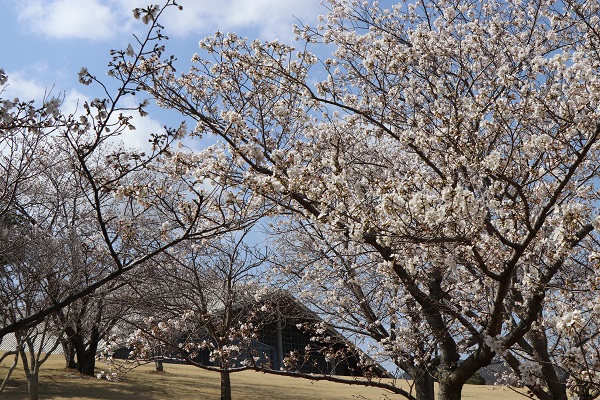 令和5年3月29日 桜だよりその2(とらまる公園、ほんだ公園)