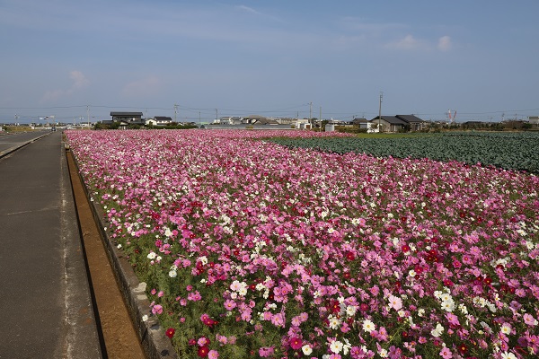 西村のコスモス