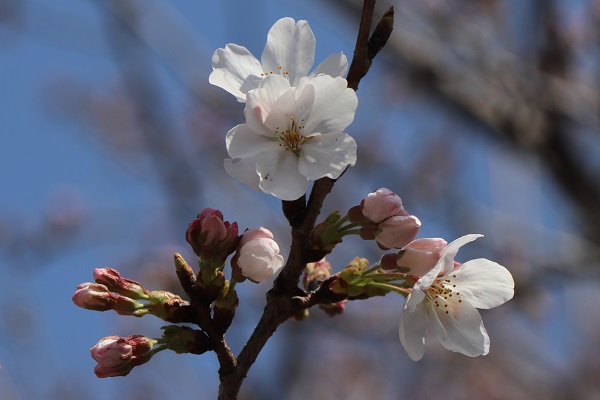 ほんだ公園