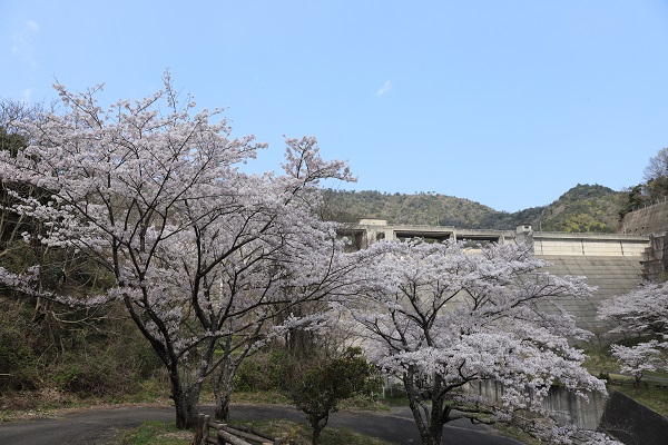 青い空の下、千足ダムをバックに満開の桜の花がピンク色に咲いている様子の写真