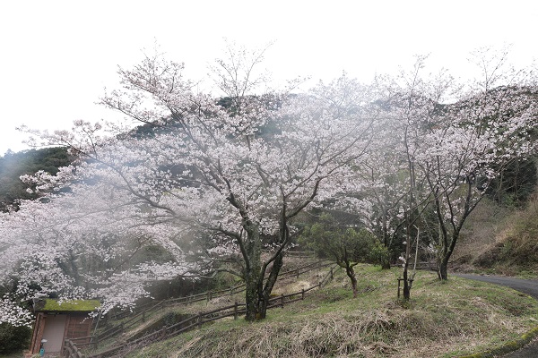 千足ダムの堰堤下にある満開の桜の木々の写真