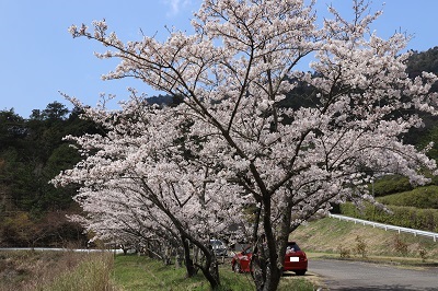 青空に自然豊かな緑の木々をバックにピンク色が映える、バーベキューハウス周辺の桜並木の写真