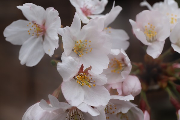 満開の桜の花の寄りの写真