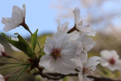 満開に咲いている桜の花のズーム写真