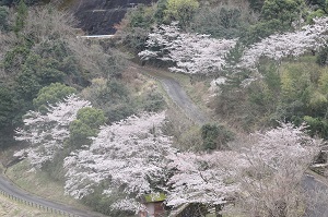 満開の桜の木がいくつもある様子の写真