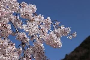 桜の花びらがびっしり咲いている写真