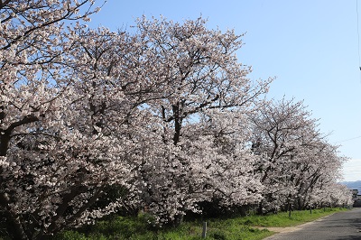 ほんだ公園の桜