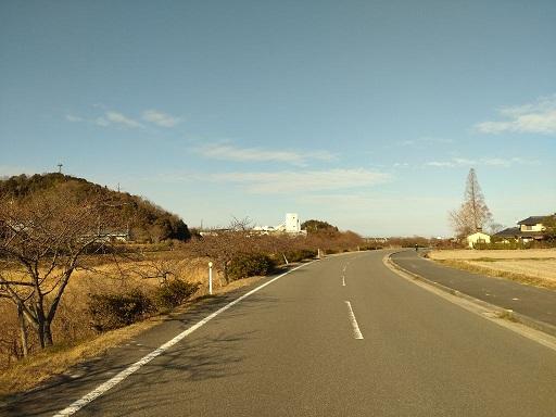 湊川河津桜ロード