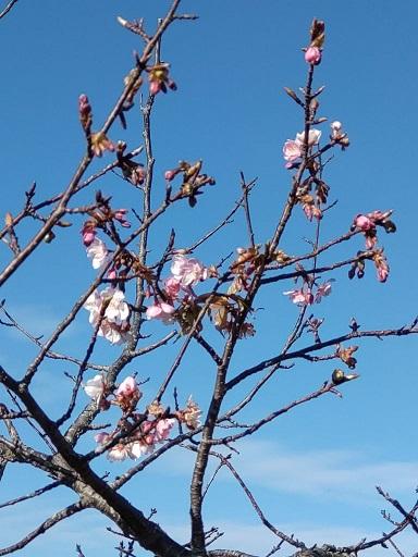 少しだけ咲いている河津桜