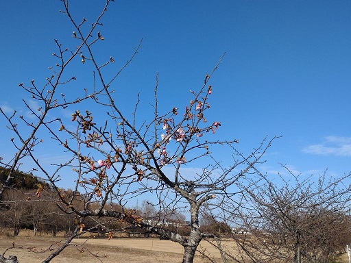 河津桜のつぼみ