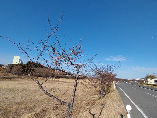 まだまだつぼみの河津桜