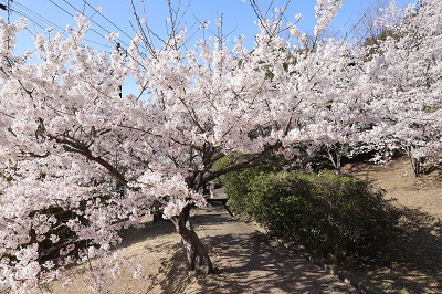 前山公園の桜