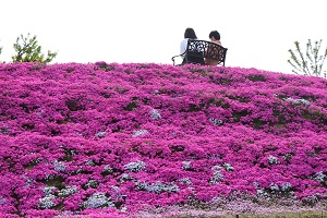 鮮やかな花を咲かせている芝桜富士のそばにあるベンチに腰かけている人たちの写真