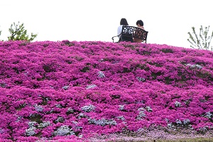鮮やかな花を咲かせている芝桜富士のそばにあるベンチに腰かけている人たちの写真