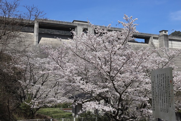 見ごろをむかえた満開の桜の写真