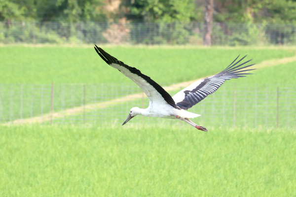 コウノトリが田んぼの上を羽ばたいている様子の写真