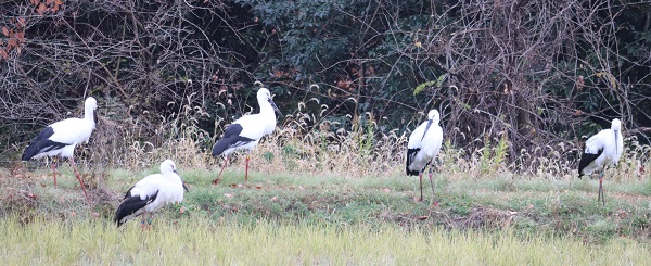 田んぼにたたずむ5羽のコウノトリの写真