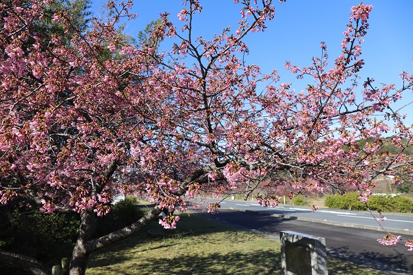 河津桜