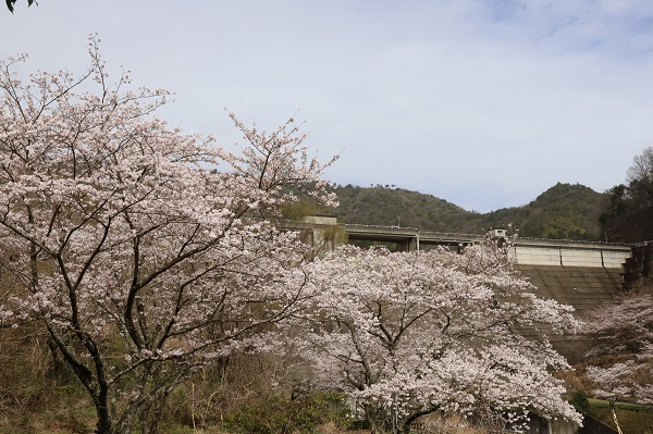 千足ダム堰堤下の満開の桜