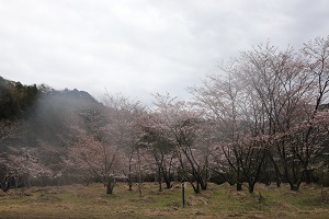 千足ダムのバーベキューハウス周辺にある三分咲き程の桜の木々の写真