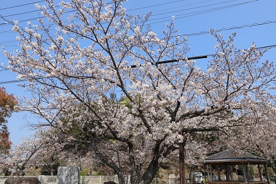 吉田の児童公園に咲く、たくさんの満開の桜の写真