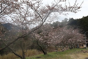 三分咲き程の桜の木々が並ぶ写真