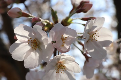 桜のつぼみと花びらが開いている桜のズーム写真