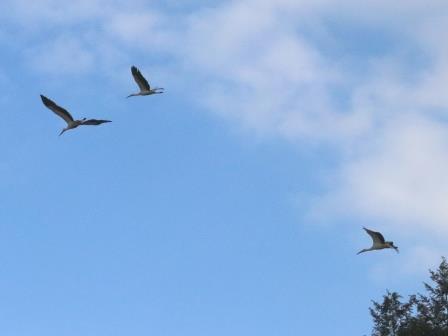 青空の中を飛ぶ三羽のコウノトリの写真