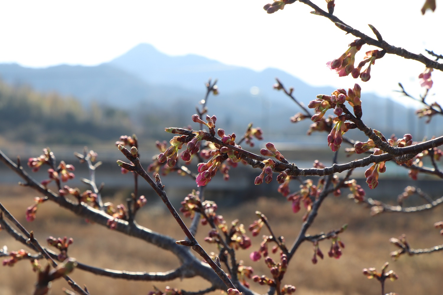 つぼみの河津桜の向こうに見える虎丸山