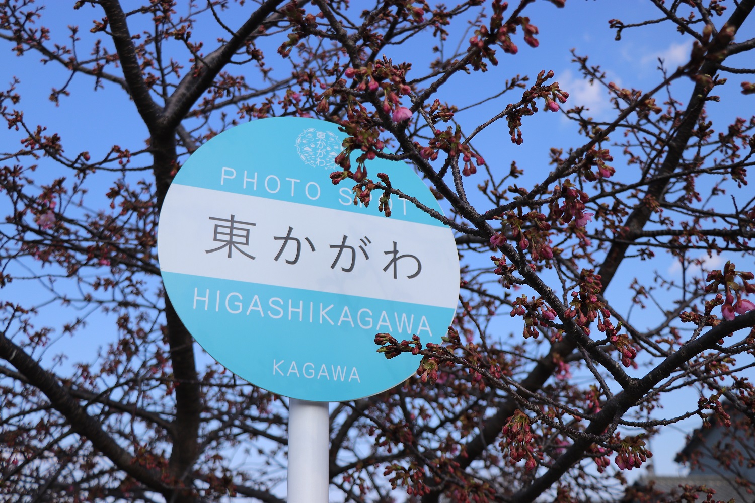 河津桜のバス停型看板