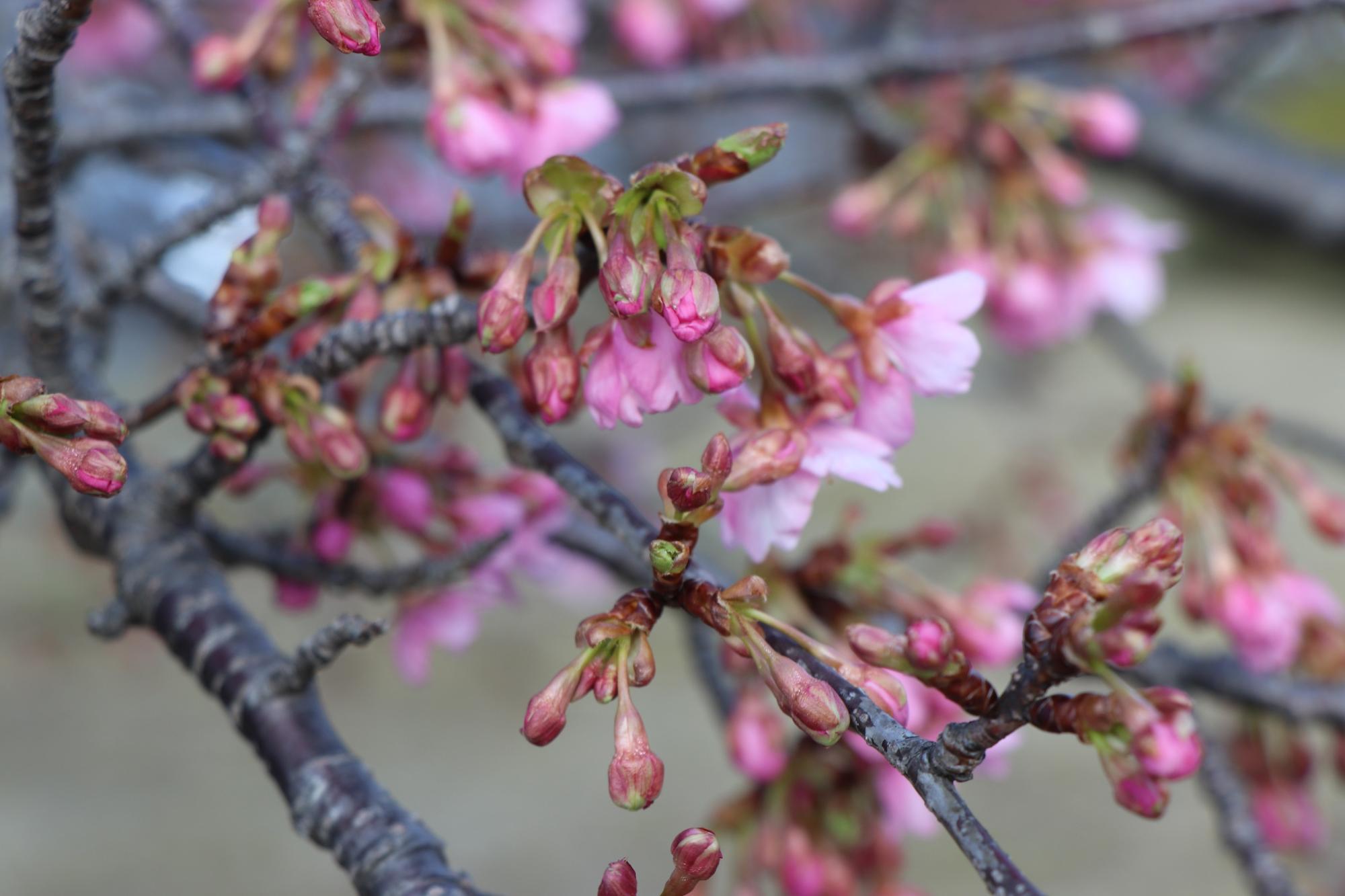 河津桜のたくさんのつぼみ